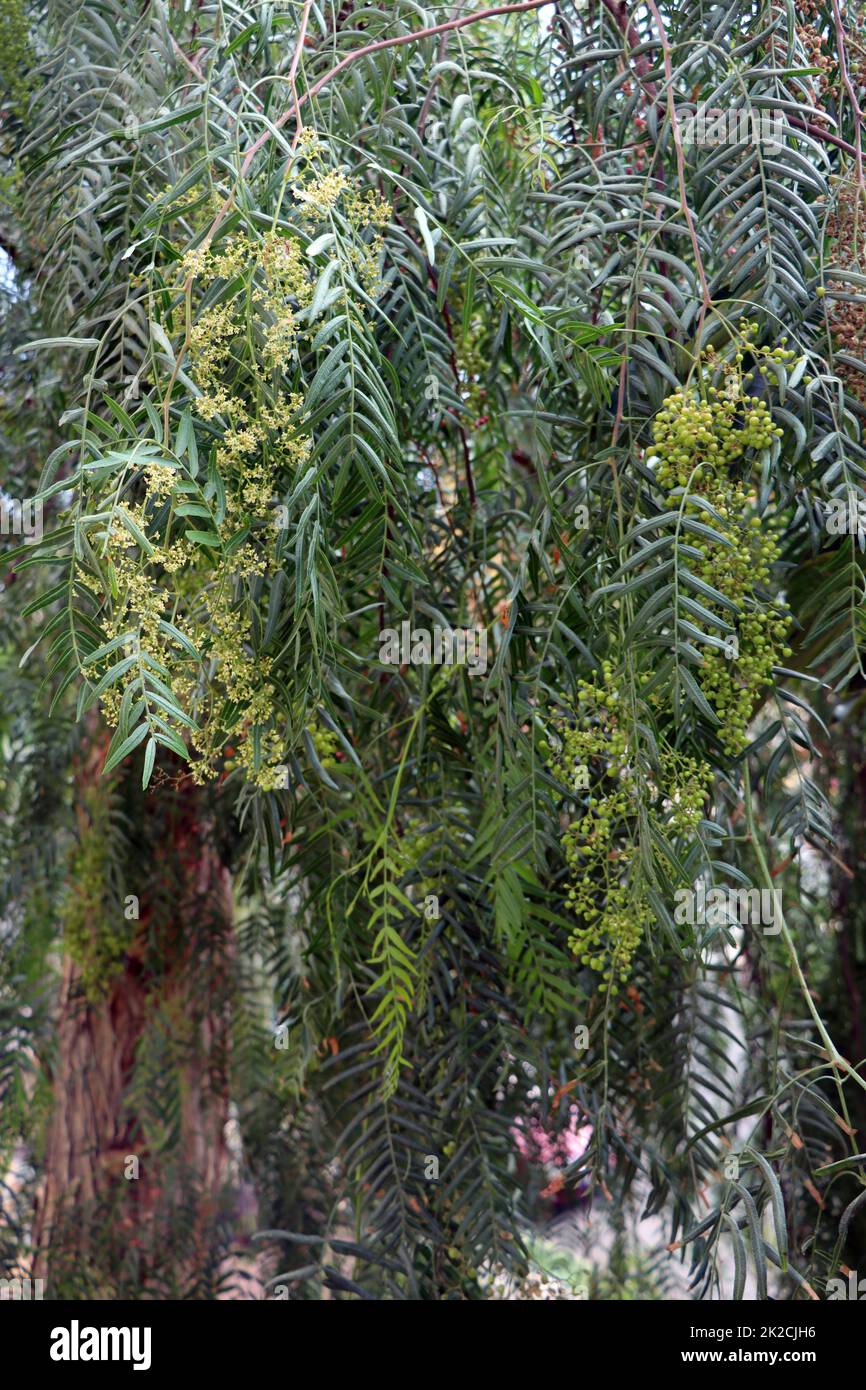 Peruanischer Pfefferbaum (Schinus molle) - Zweige mit BlÃ¼ten Stockfoto