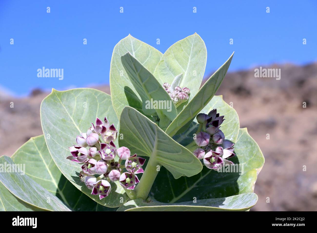 Oscher (Calotropis procera, SYN.Asclepias procera, Asclepias gigantea), auch Fettblattbaum Stockfoto