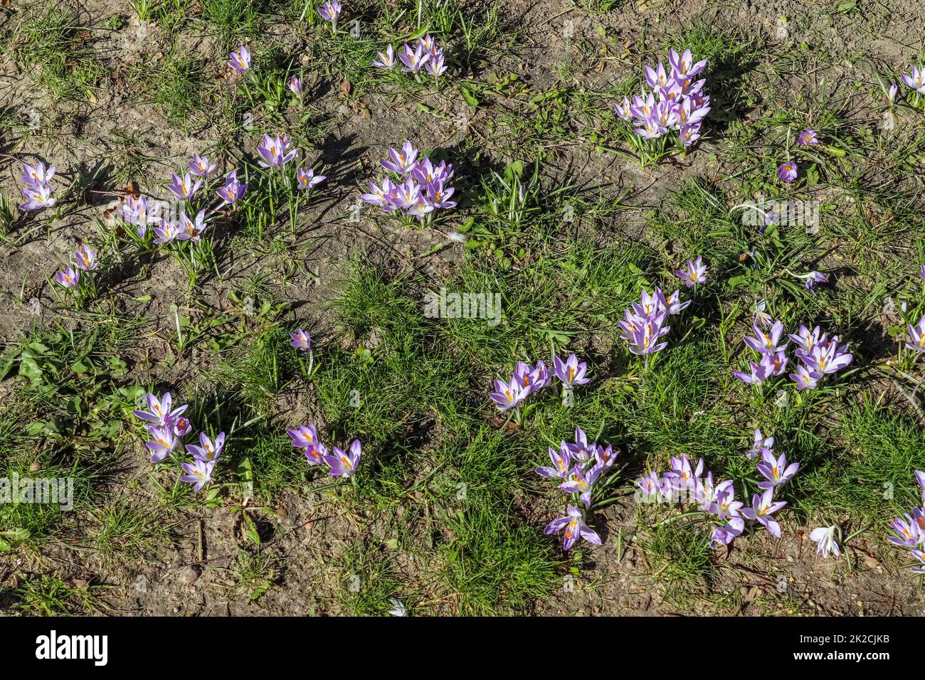 Da draußen wächst viel lila Krokus. Blick auf die magischen blühenden Frühlingsblumen Crocus sativus Stockfoto