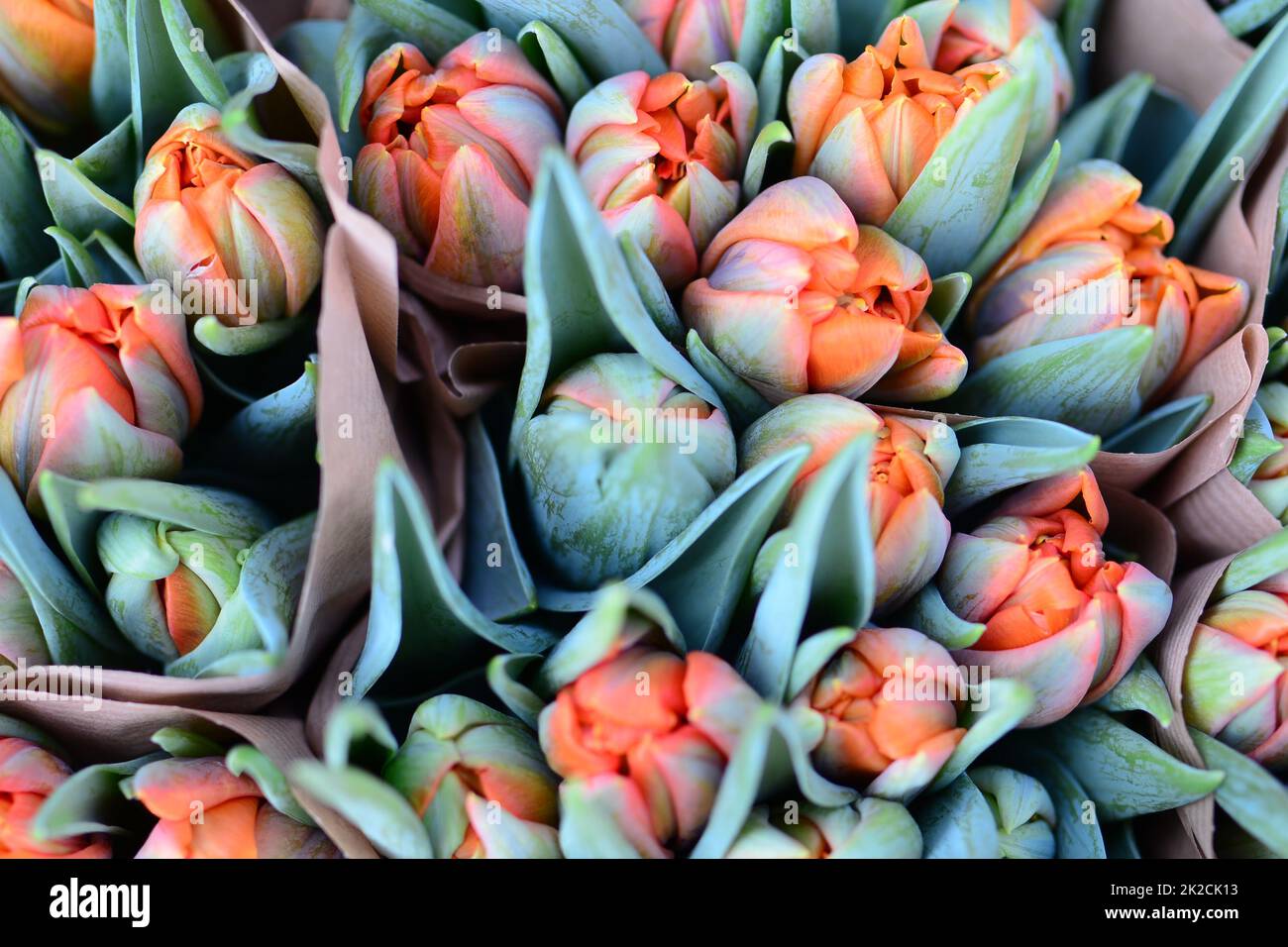 Nahaufnahme von orangen Tulpen von oben Stockfoto