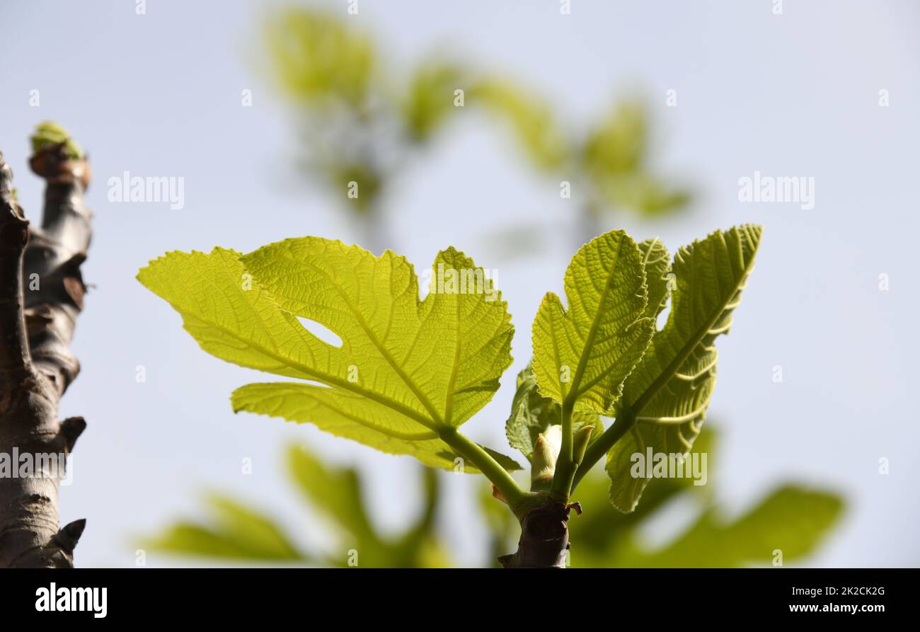 Die ersten empfindlichen Feigenblätter auf einem Feigenbaum, Provinz Alicante, Costa Blanca, Spanien Stockfoto