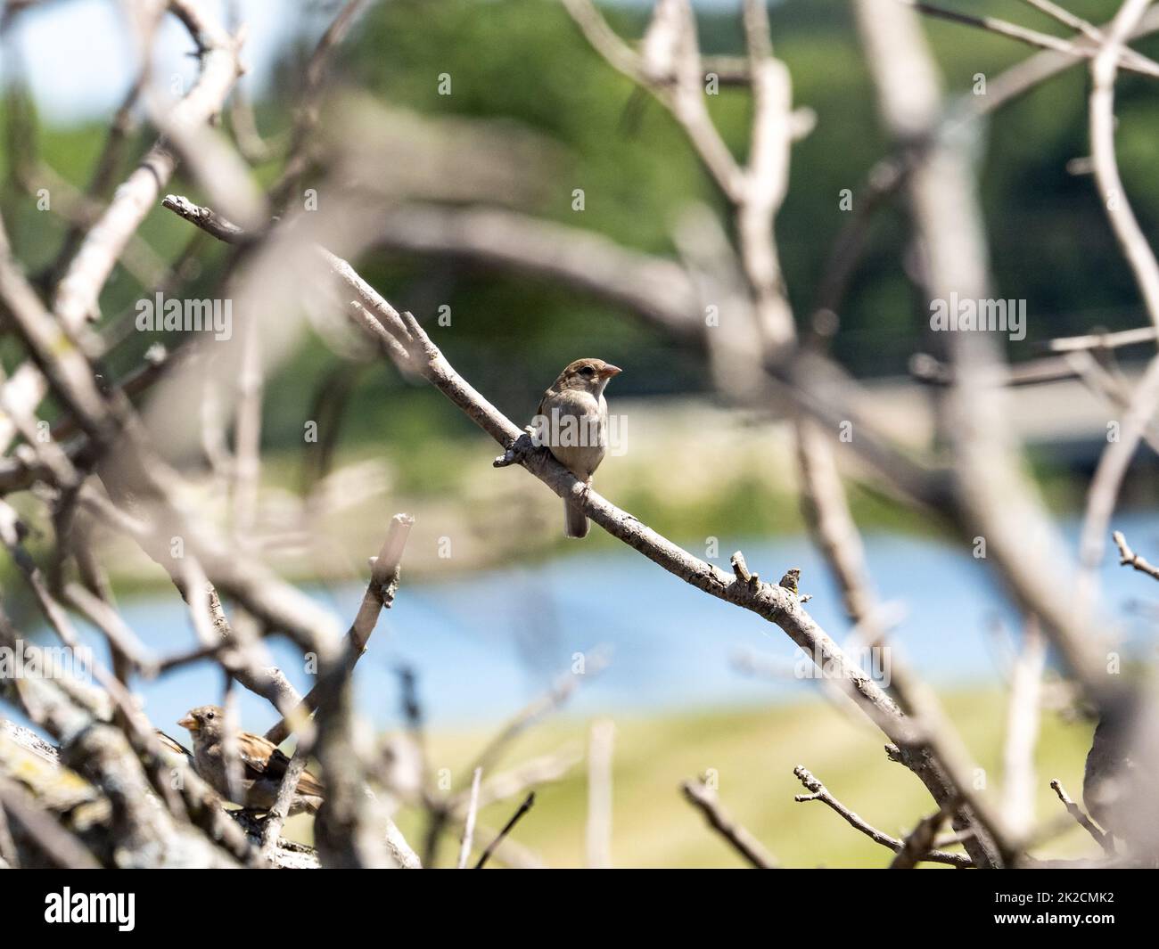 Ein kleiner, niedlicher Haussperling, passer domesticus, steht auf dem Ast von toten, geschnittenen Bäumen in einem Park in Independence, Wisconsin Stockfoto