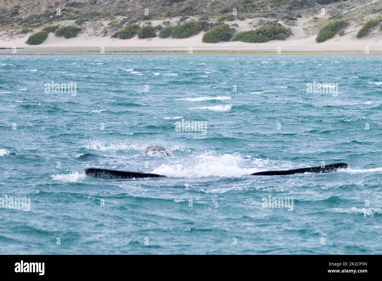Walbeobachtung von der Halbinsel Valdes, Argentinien. Wildtiere Stockfoto