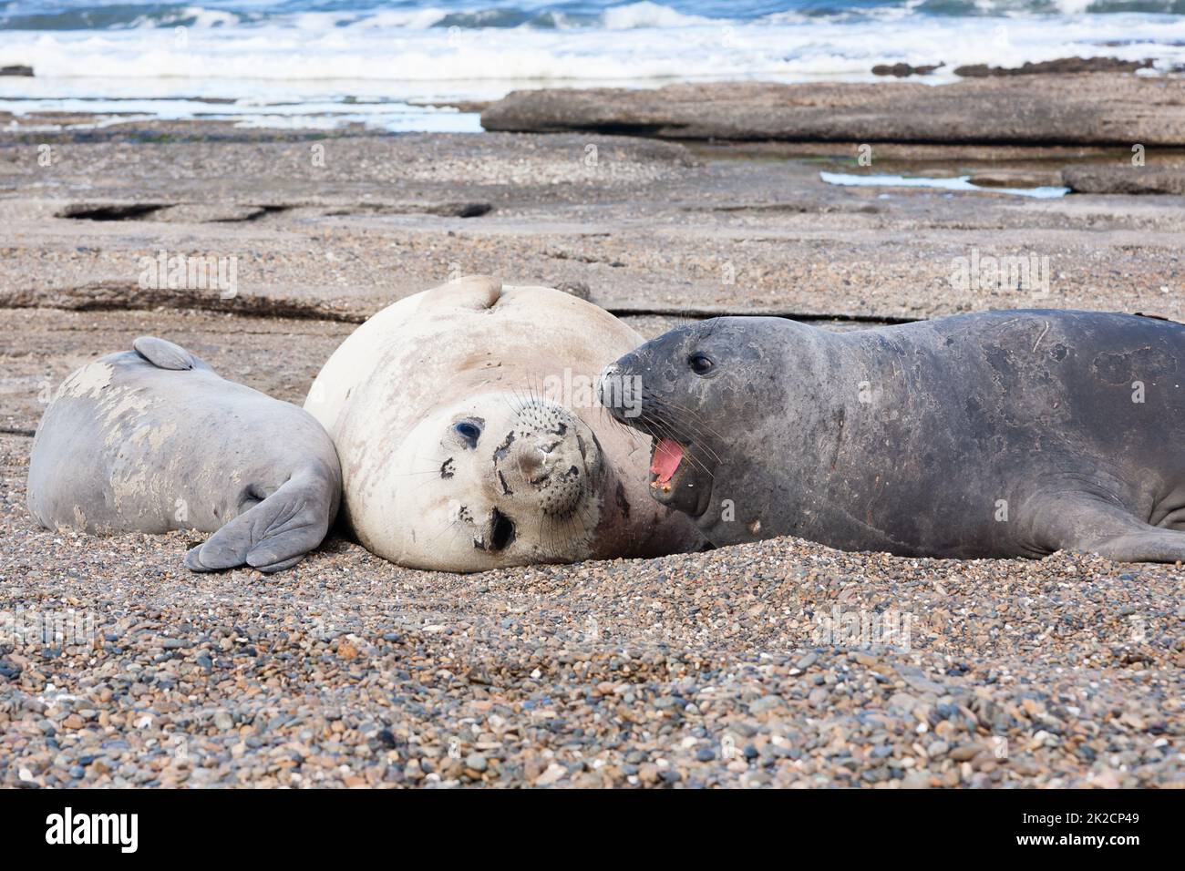 Elefantenrobben am Strand aus der Nähe, Patagonien, Argentinien Stockfoto