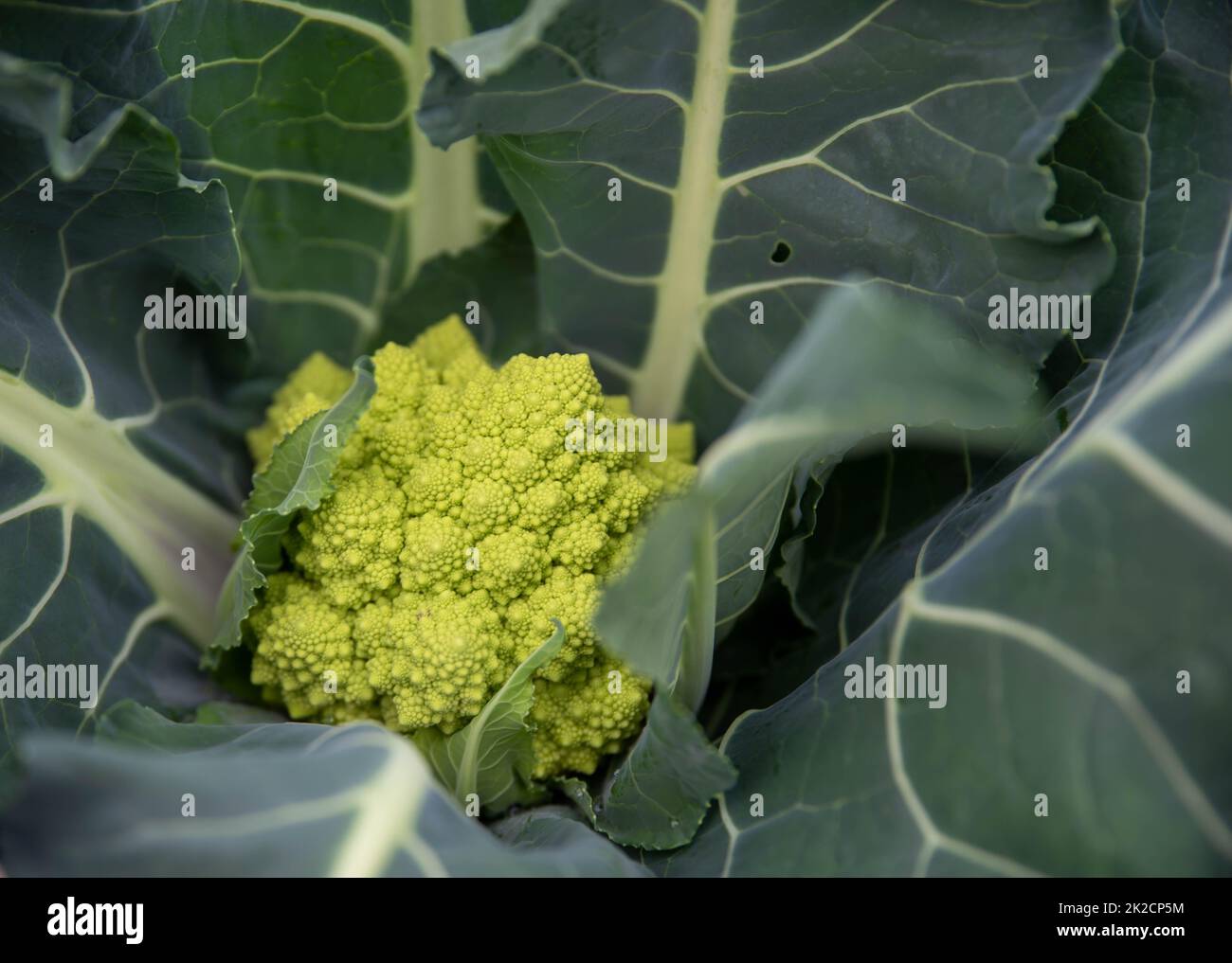 Nahaufnahme der texturierten Brokkoli-romanesco-Gartenpflanze Stockfoto