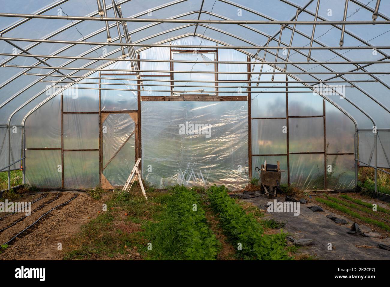 Bewässerungsausrüstung und Trittleiter im Pflanzengewächshaus Stockfoto