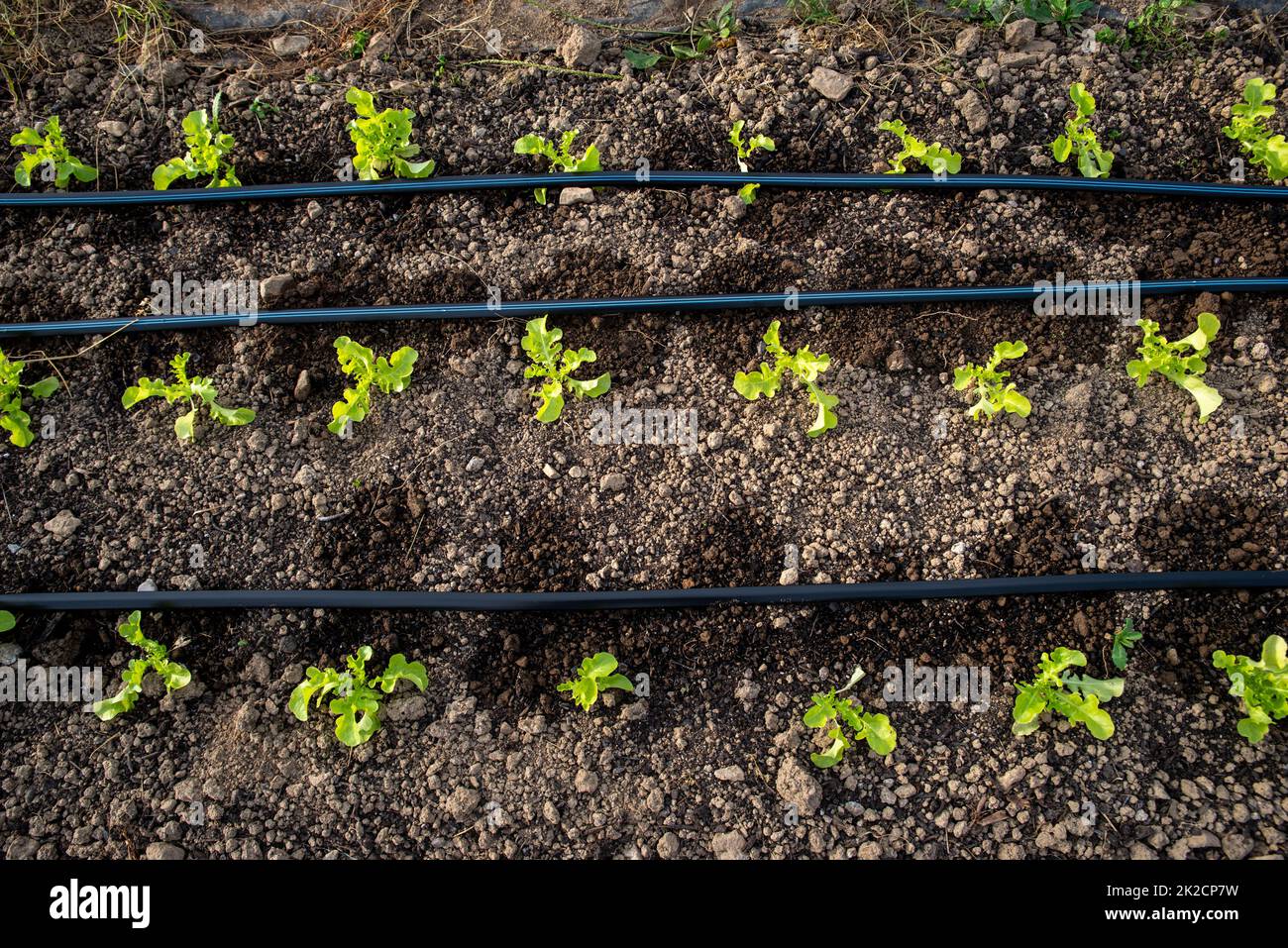 Rucola-Sämlingpflanzen wachsen in nassem Boden durch Bewässerungsleitungen Stockfoto