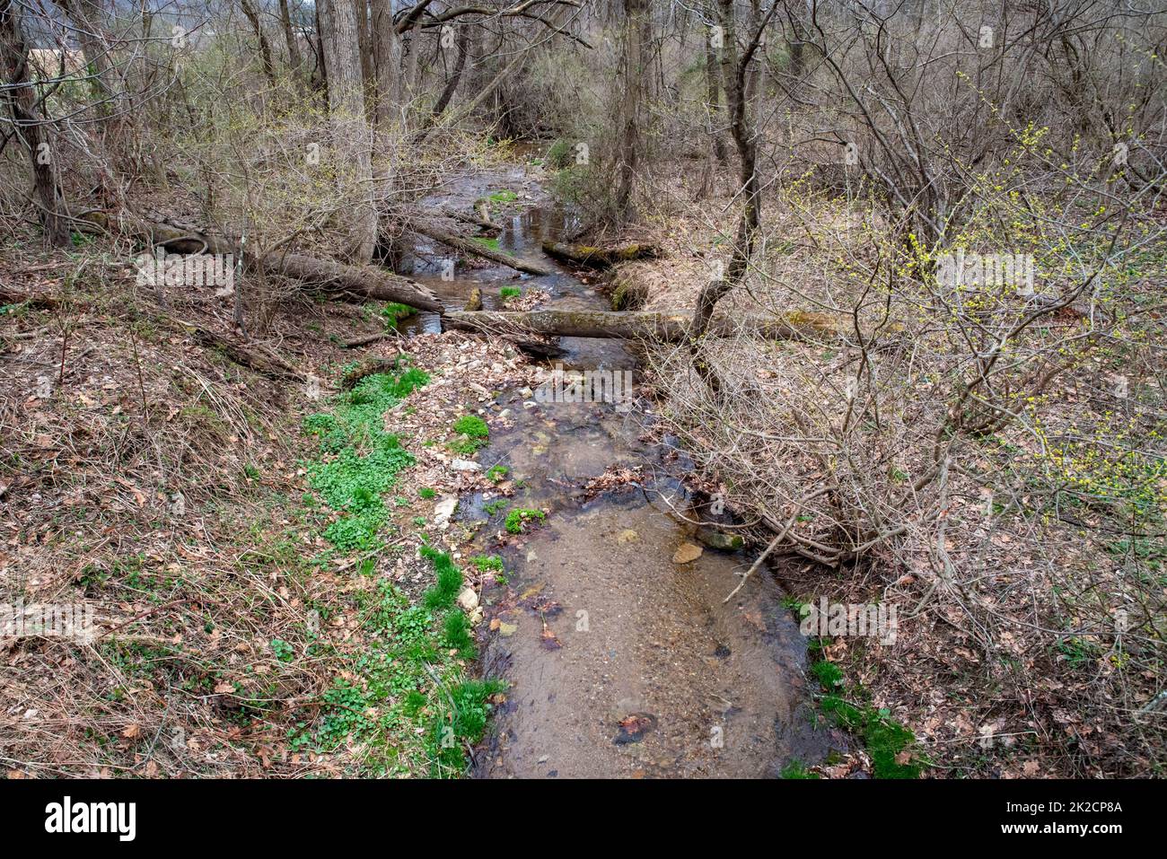 Neues grünes Wachstum am Ufer eines Waldbachs im Frühling Stockfoto