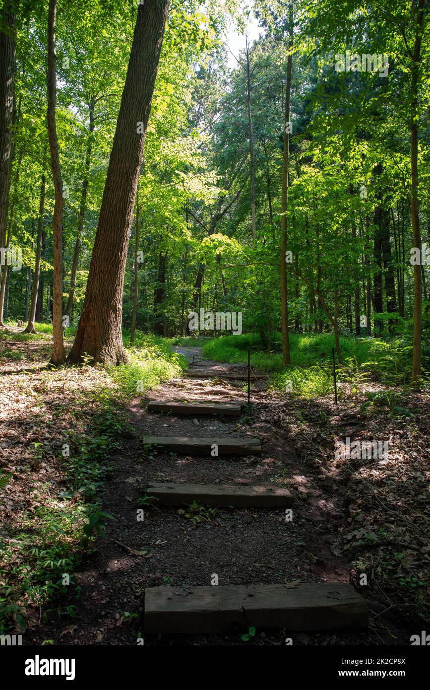 Hölzerne Treppen auf einem Waldwanderweg in üppigen grünen Wald Stockfoto