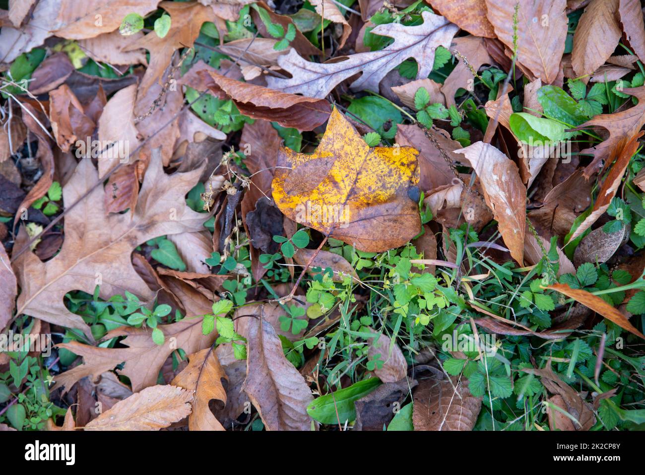 Blick aus einem hohen Winkel auf den natürlichen Hintergrund des Waldbodens im Herbst mit gelben und braunen Herbstblättern im grünen Gras und dreiblättrigem Klee. Keine Menschen, mit Kopierraum, in natürlichem Licht. Stockfoto