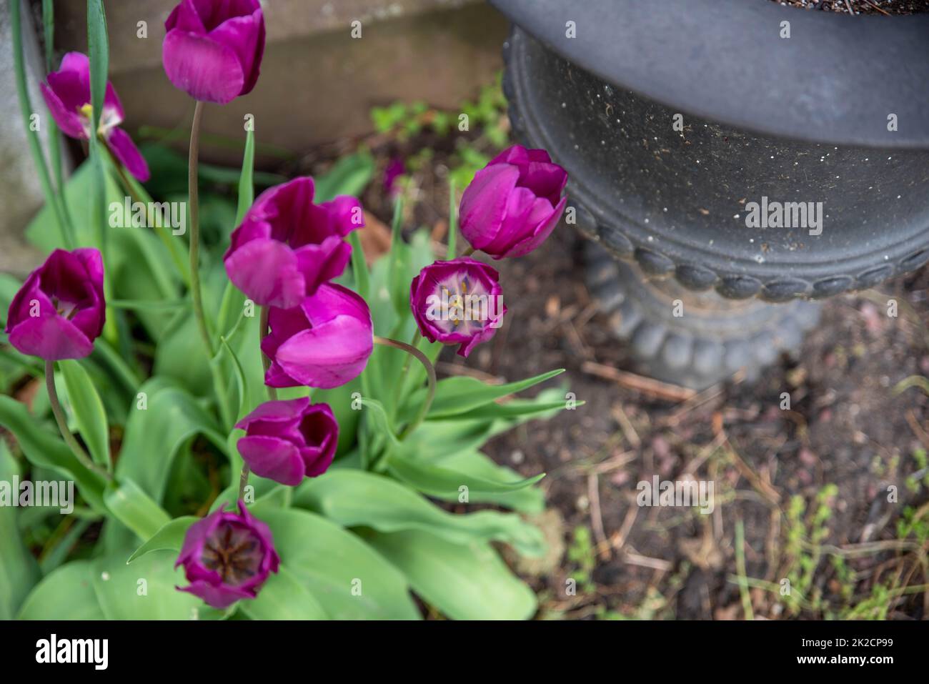 Blick von einer schwarzen Friedhofsurne aus einem hohen Winkel auf die lilafarbenen Tulpen. Stockfoto