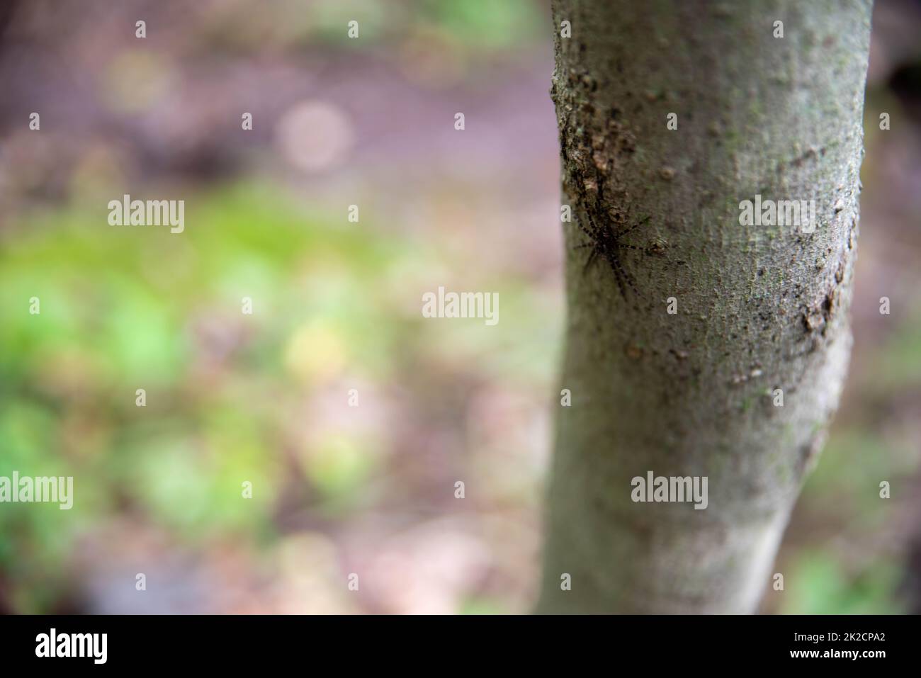 Blasse Rinde auf einem Baum in Pennsylvania mit einer gestreiften Angelspinne Stockfoto