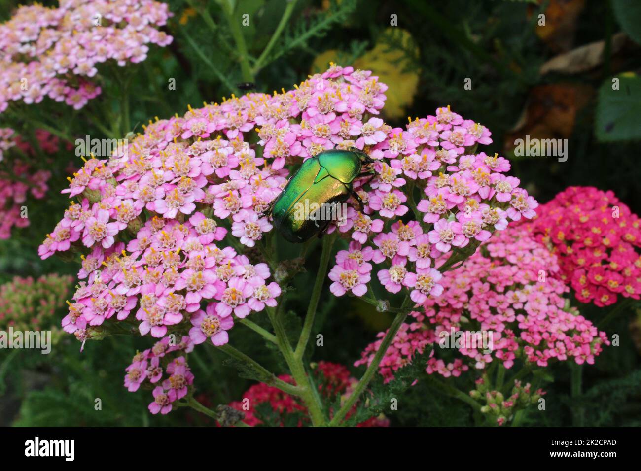 Rosenschäfer auf einer Schafgarbe Stockfoto