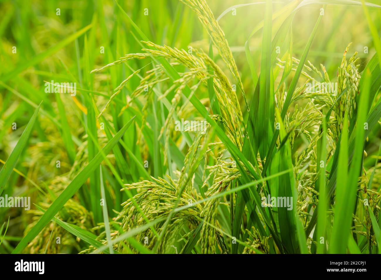 Selektiver Fokus auf das Reisohr. Grünes Reisfeld. Reisplantation. Bio-Reisfarm in Asien. Das Konzept des Reispreises auf dem Weltmarkt. Schöne Natur auf dem Bauernhof. Paddy Field. Pflanzenanbau. Stockfoto