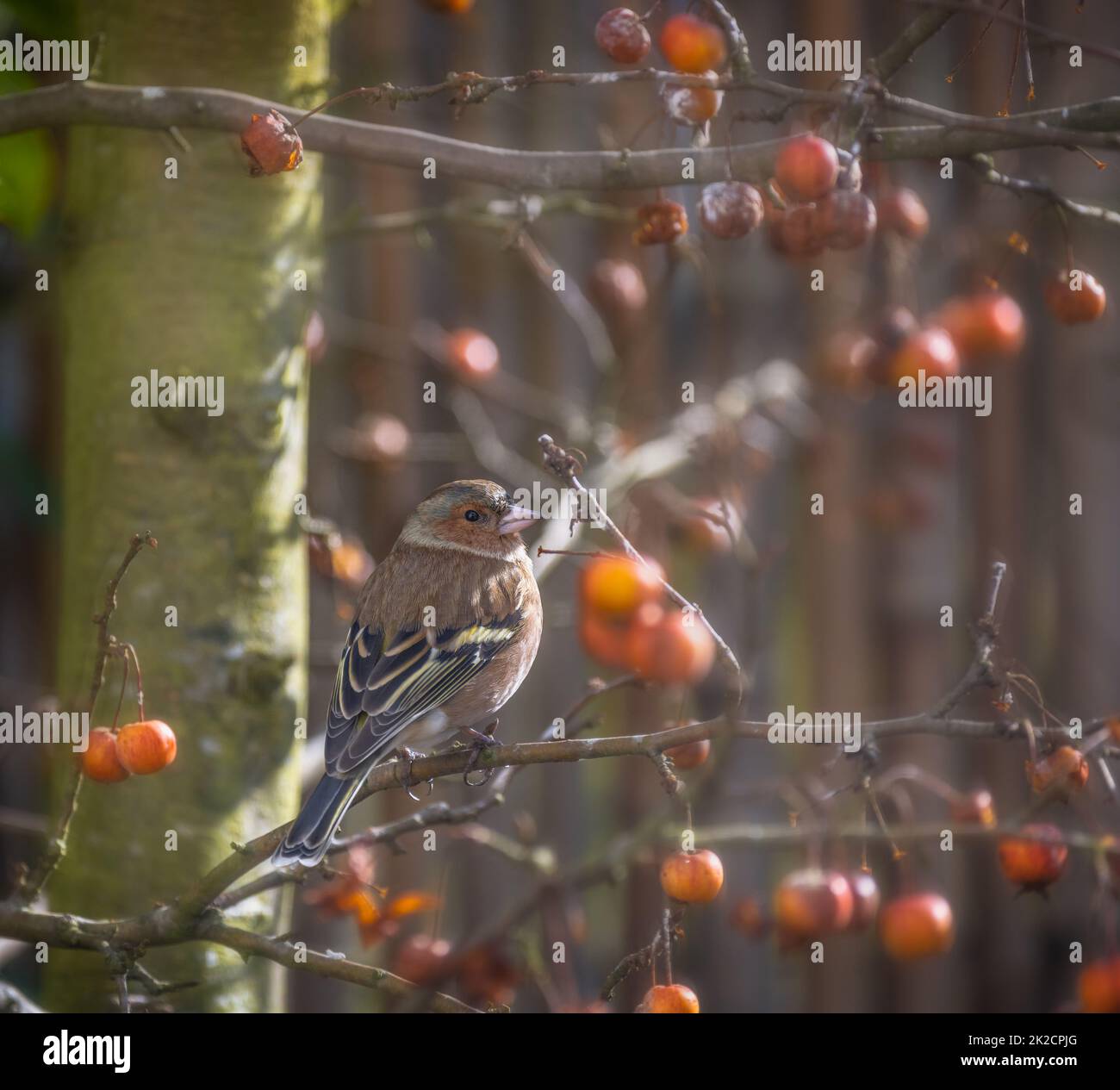 Männchen-Spießvogel sitzt auf einem Apfelbaum Stockfoto