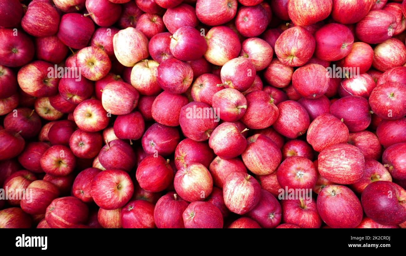 Viele reife Äpfel Stockfoto