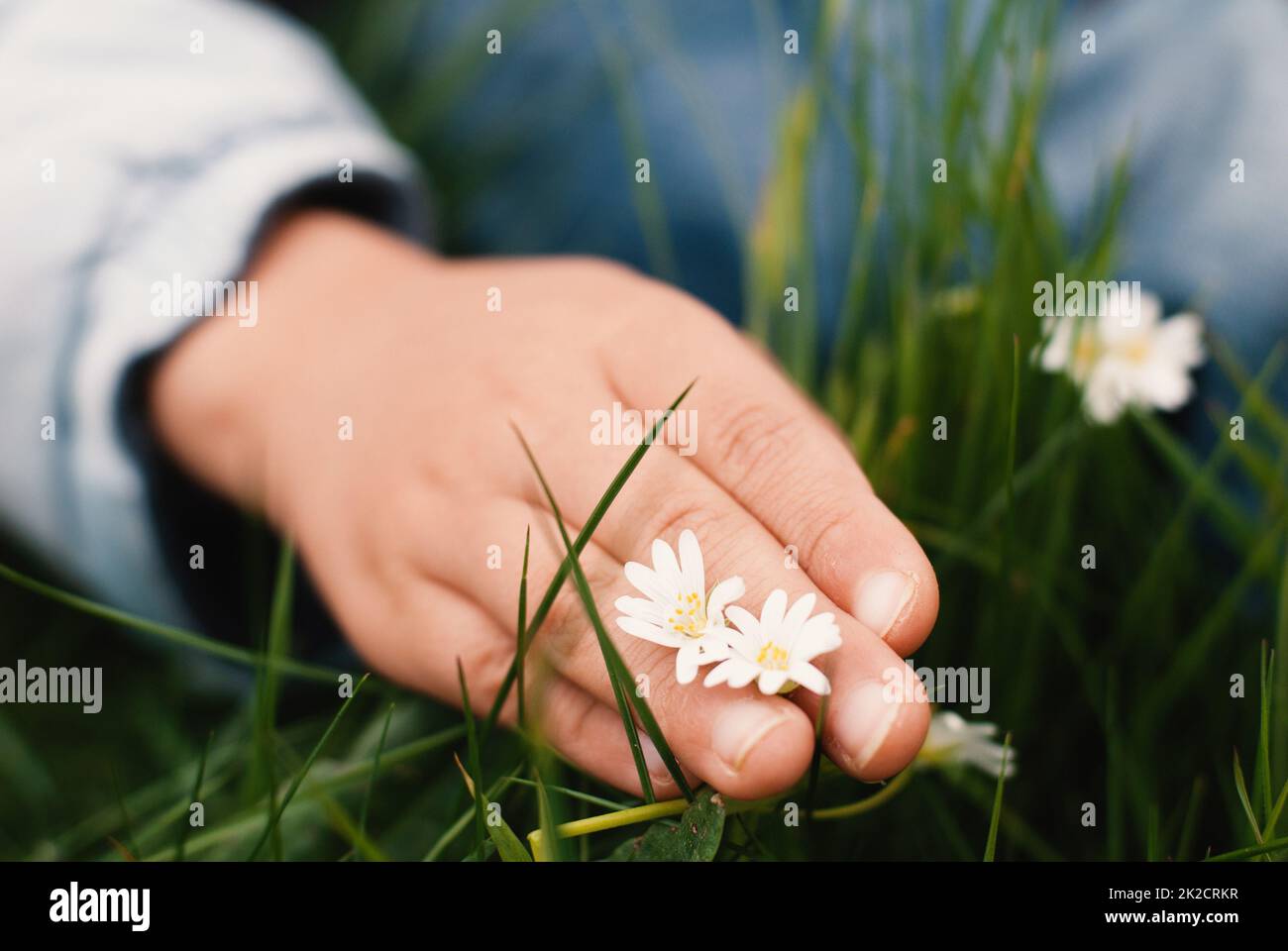 Hand eines Kindes mit Kamillenblüten, Frühlings- und Sommersaison, Entdeckung der Natur in der Kindheit Stockfoto