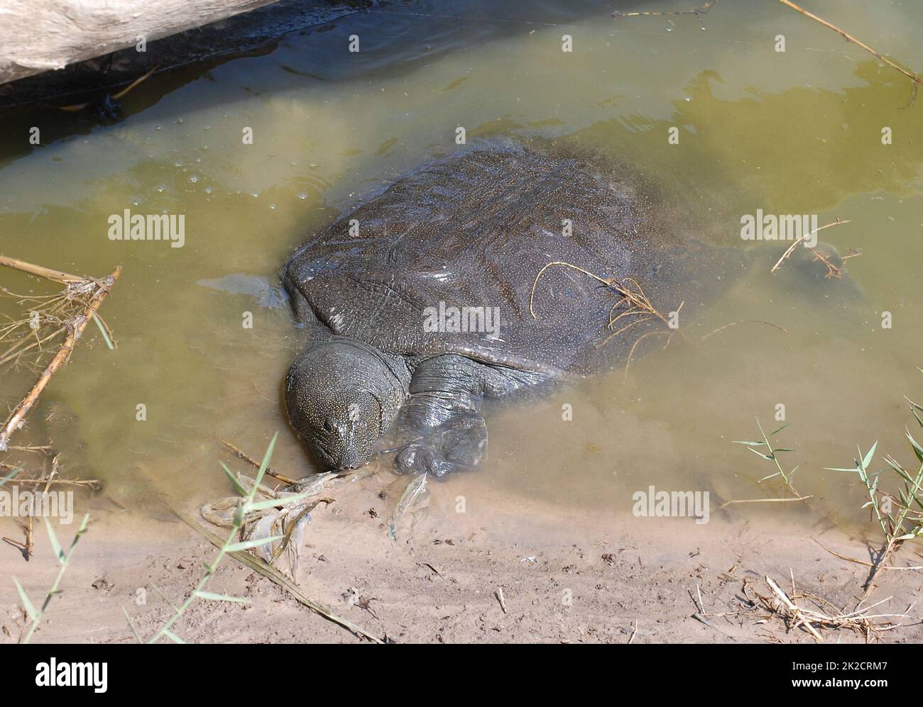 Nilsoftshell-Schildkröte in Nahal Alexander in Israel, Trionyx triunguis im Wasser, in dem Flüsse leben Stockfoto