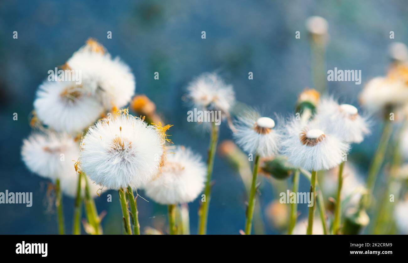 Der Dorn blüht in der Frühlings- und Sommersaison, Blumenbanner, Blumenwiese mit Blumen, blauer Himmel, Landschaft Stockfoto