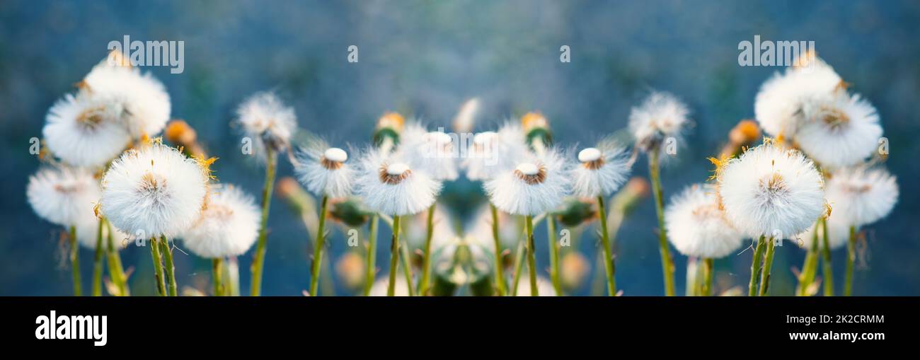 Der Dorn blüht in der Frühlings- und Sommersaison, Blumenbanner, Blumenwiese mit Blumen, blauer Himmel, Landschaft Stockfoto