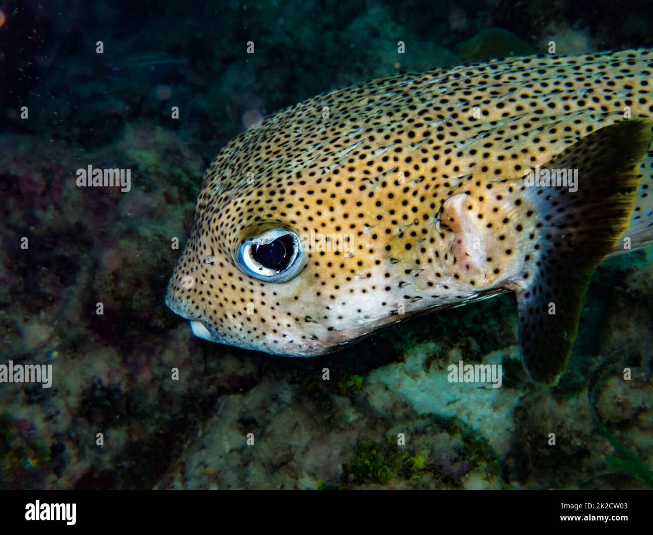 Web Burrfish auf dem Riff in der Karibischen See, Roatan, Bay Islands, Honduras Stockfoto