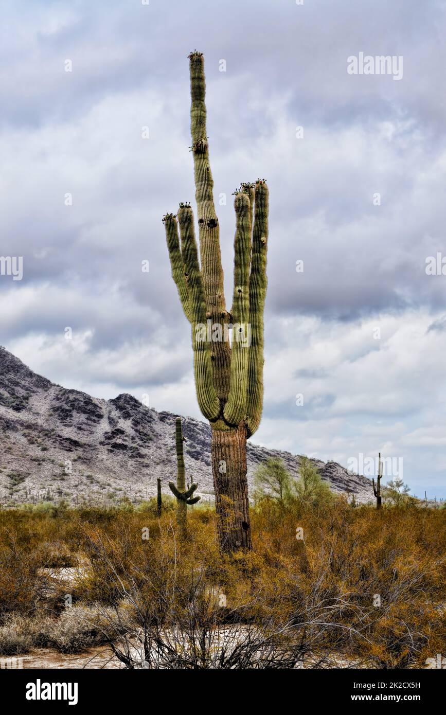 Sonora Wüste Arizona Saguaro Cactus San Tan Mountains Stockfoto