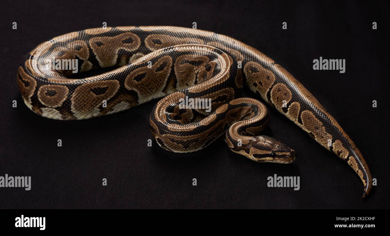 Majestätisch und tödlich. Aufnahme einer birmanischen Python vor schwarzem Hintergrund. Stockfoto