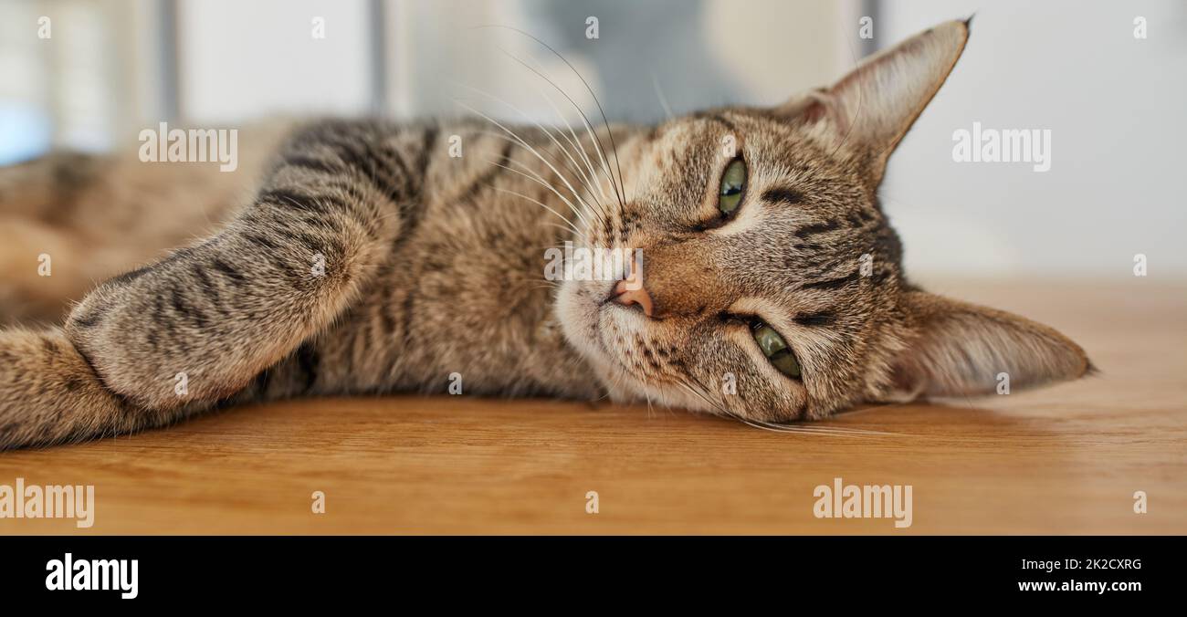 Das Katzenleben von seiner besten Seite. Eine Serie von Fotos einer layback Katze. Stockfoto