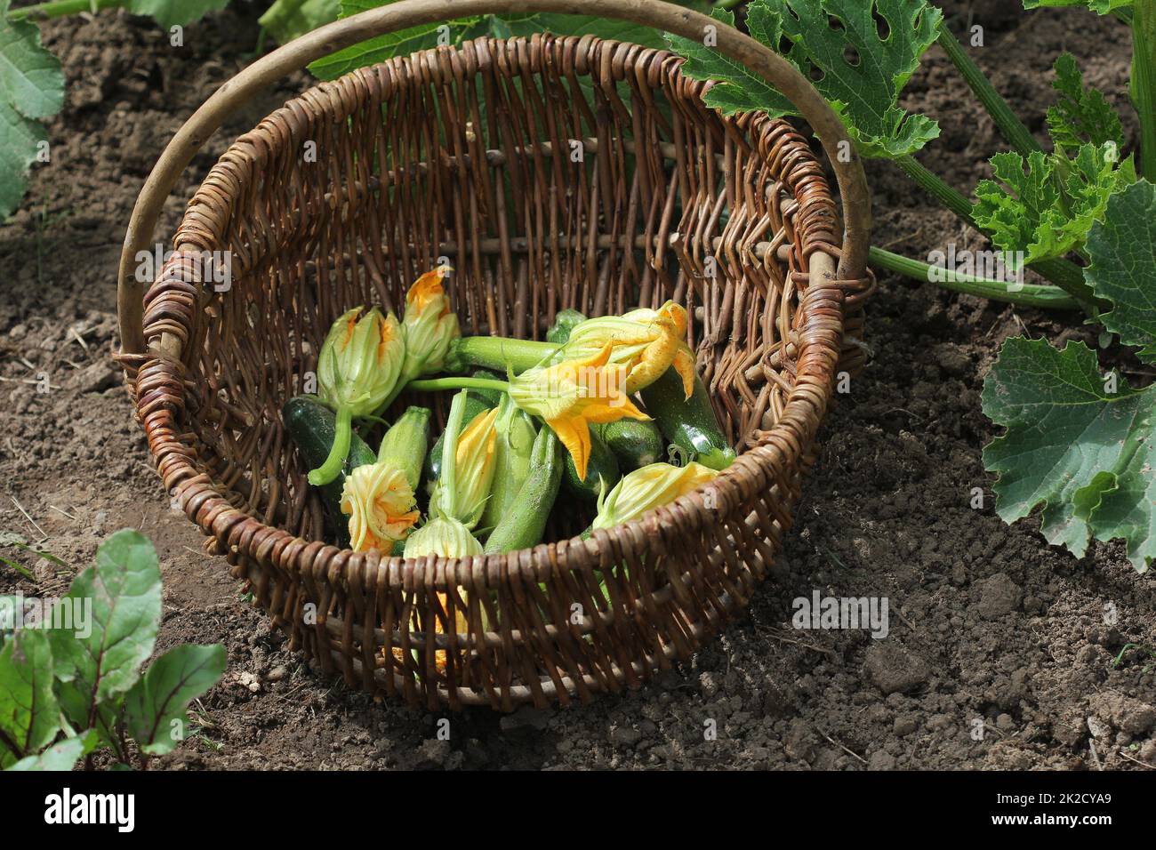 Zucchini Pflanzen in Blüte auf den Garten ausgestattet. Korb mit kleinen Zucchini und Blume Stockfoto