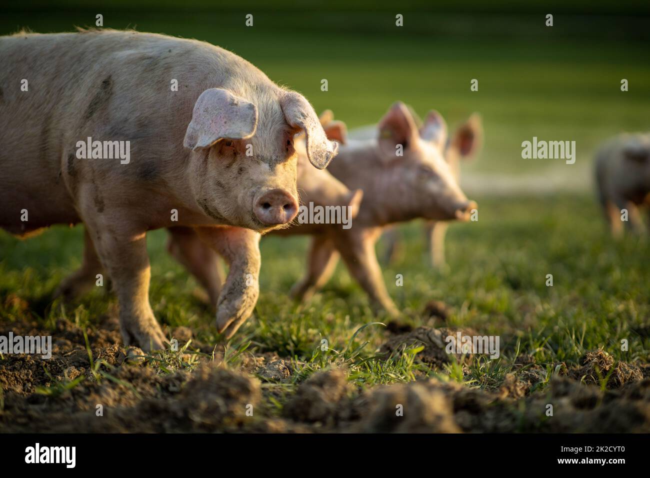 Schweine essen auf einer Wiese in einem organischen Fleisch Farm Stockfoto