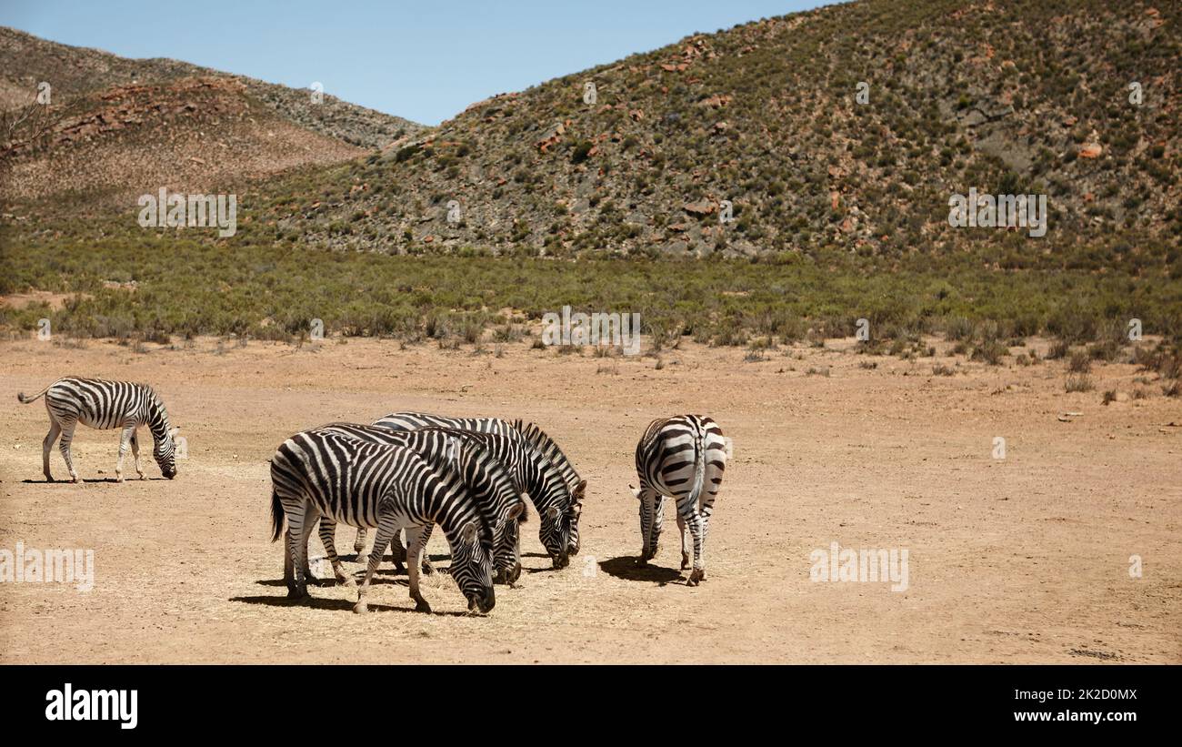Sicherheit in Zahlen. Aufnahme von Zebras auf den Ebenen Afrikas. Stockfoto