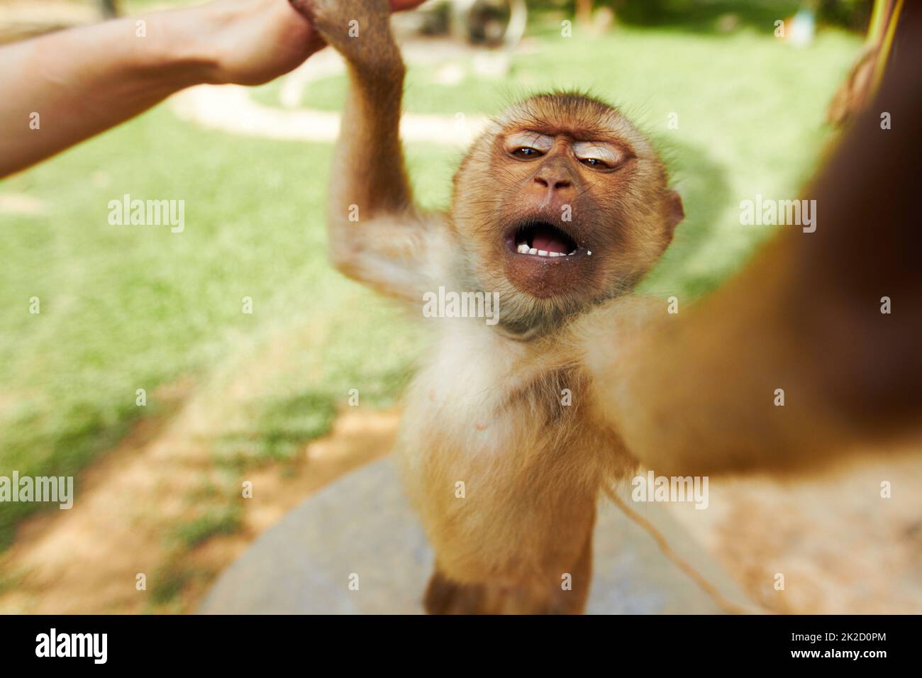Der thailändische Affe erreicht. Ein Makaken-Affe in thailand und greift zur Kamera. Stockfoto