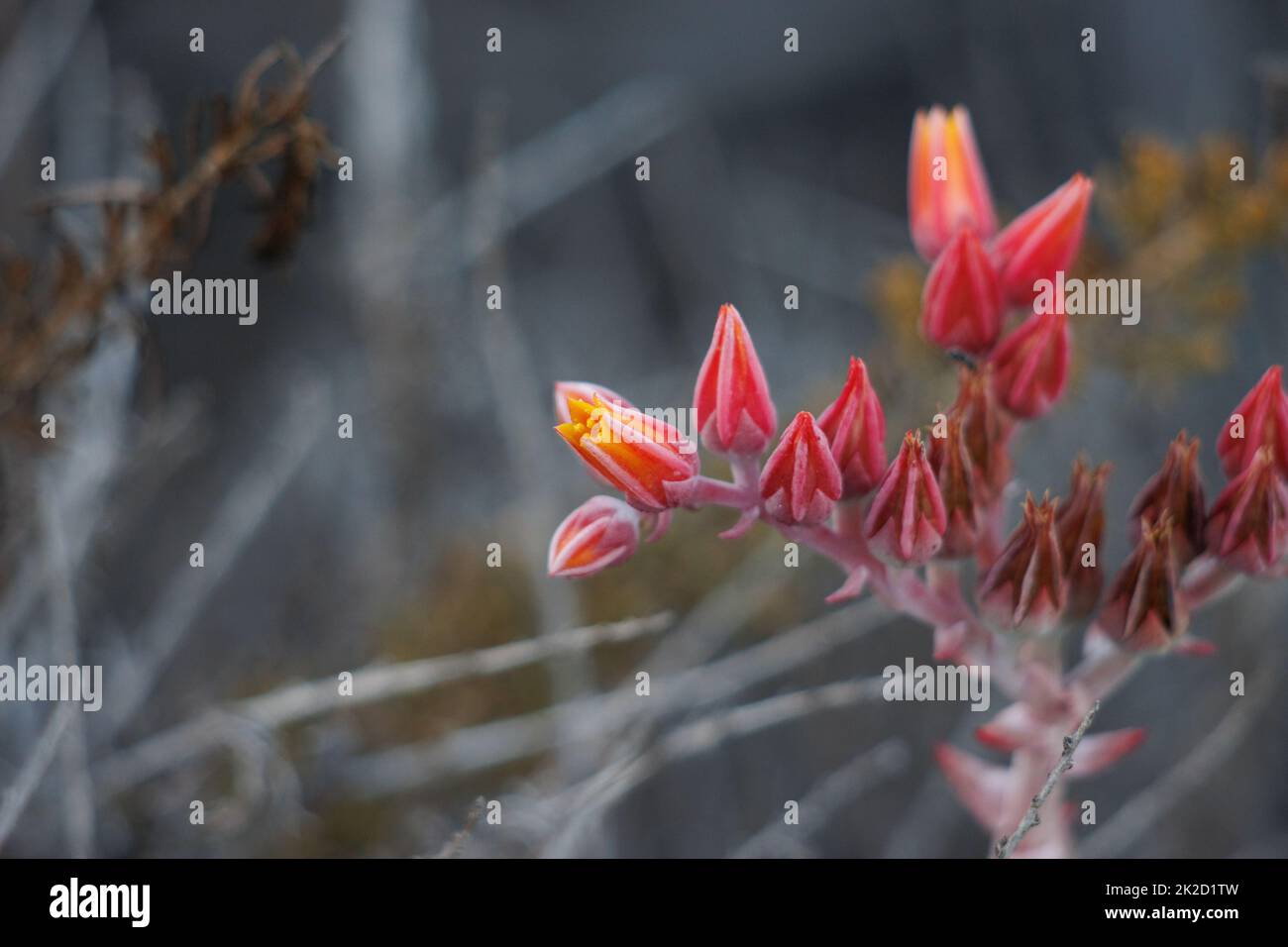 Gelb blühende Zyme Blütenstand von Dudleya Lanceolata, Crassulaceae, native mehrjährige Kraut an der Ventura County Coast, Sommer. Stockfoto