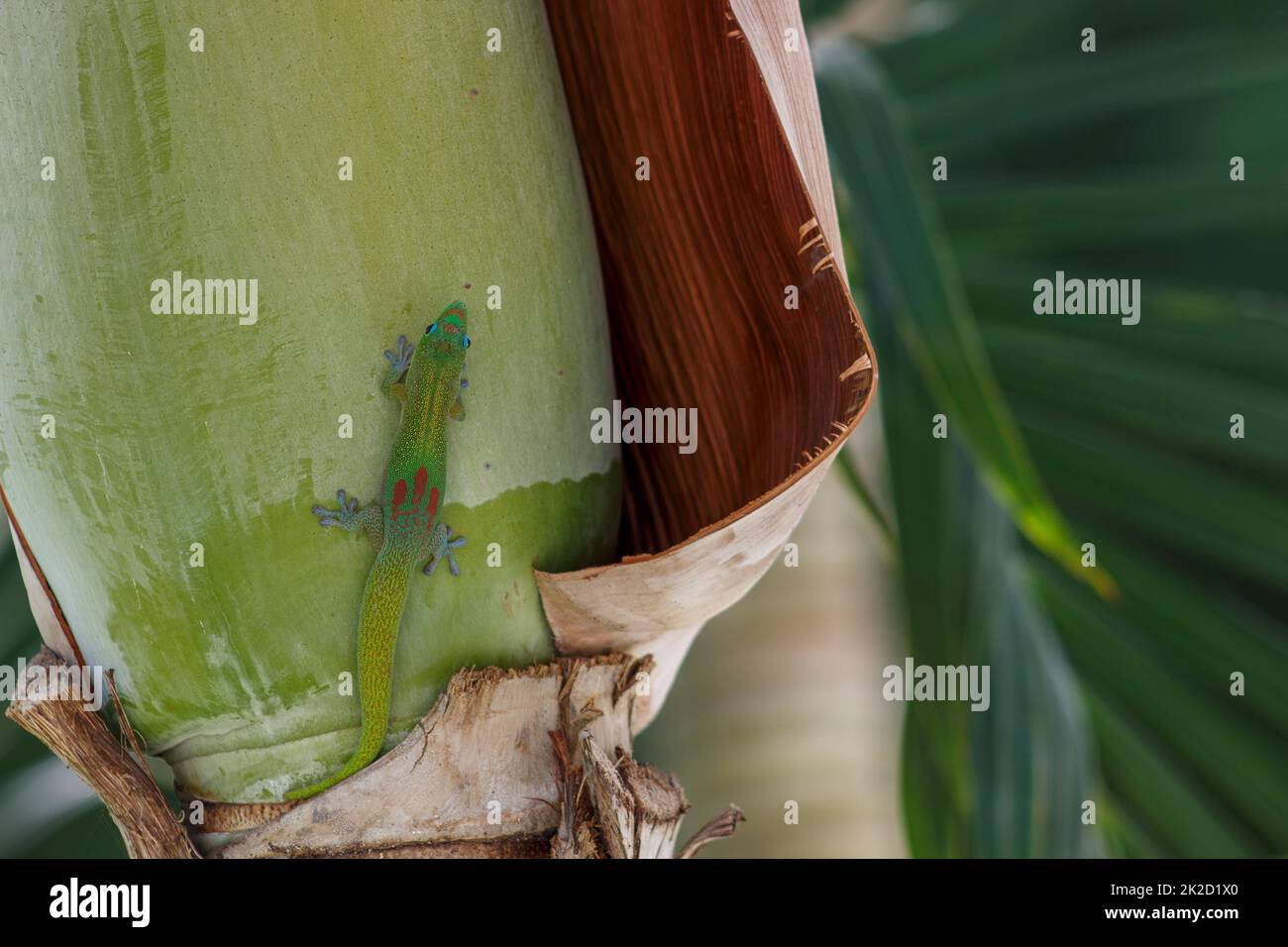 Grüner Gecko auf einer Palme Stockfoto
