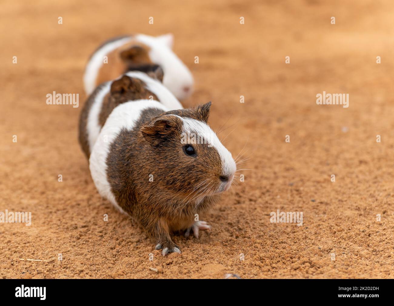 Drei niedliche Meerschweinchen im Freien Stockfoto