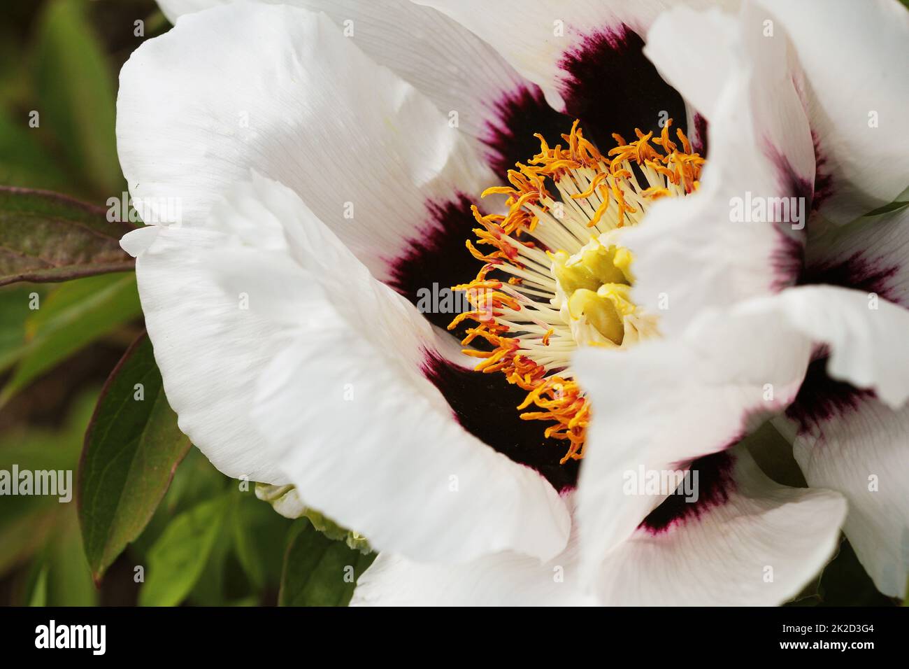 Blühende weiße Baumpfingstrose. Große weiße Pfingstrosen in der Frühlingssaison Stockfoto