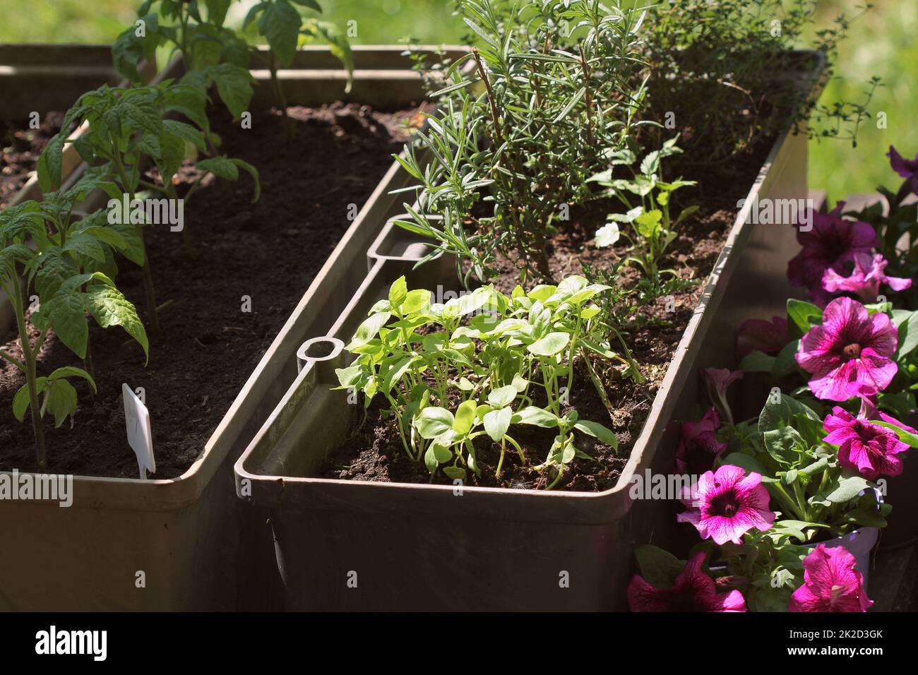 Container Gemüse im Garten arbeiten. Gemüsegarten auf Terrasse. Kräuter, Tomaten Sämling wächst in Container. Blume Petunie in Töpfen Stockfoto