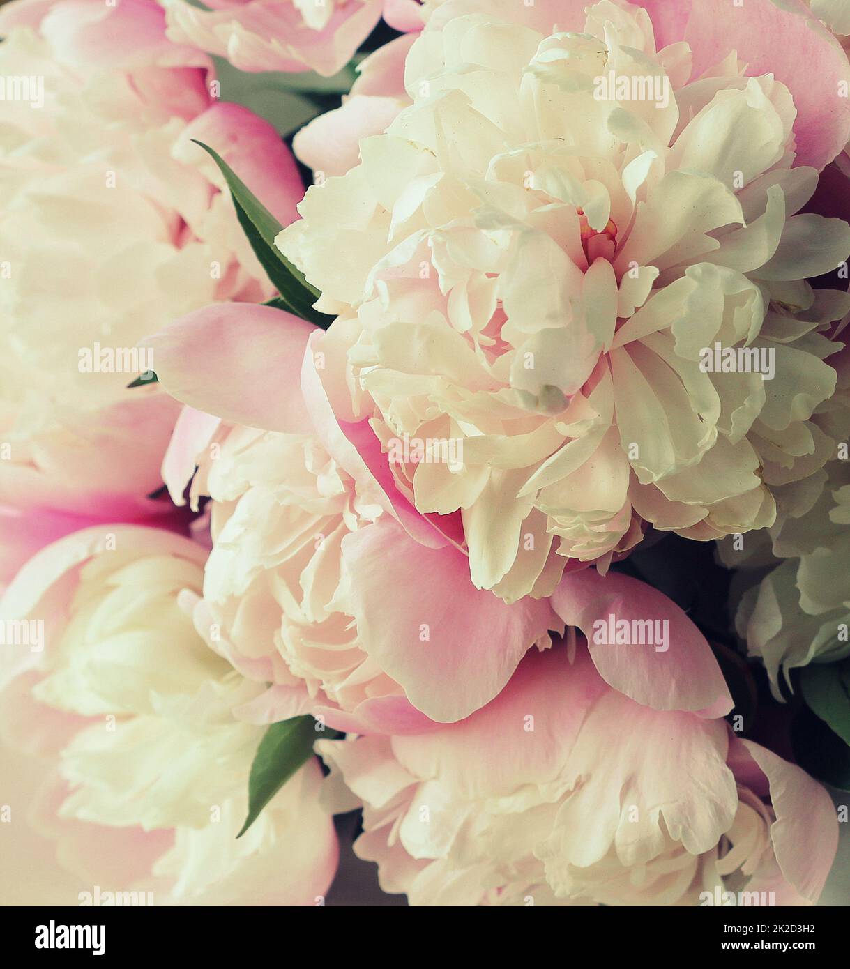 Wunderschöne Sommerblumen. Strauß aus rosa Pfingstrosen und William Hintergrund. Stockfoto