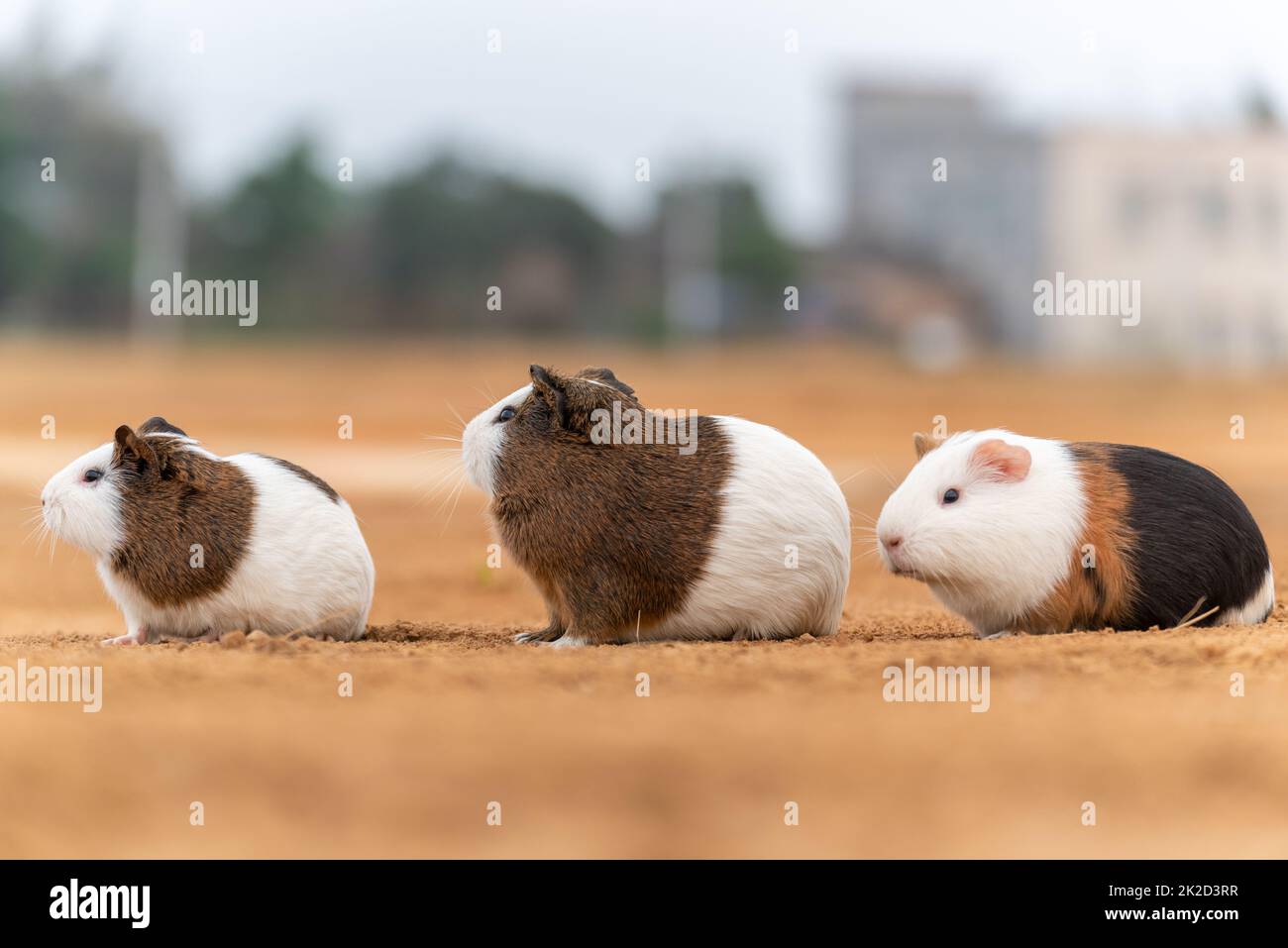 Drei niedliche Meerschweinchen im Freien Stockfoto