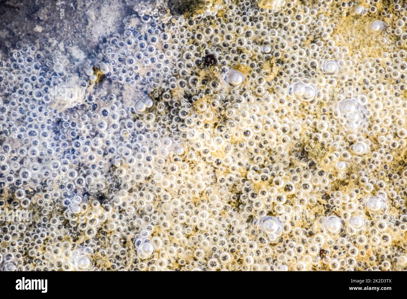 Luftblasen im Schlamm und Schlick unter Wasser. Hintergrund der Blasen, Oberflächenstruktur. Stockfoto