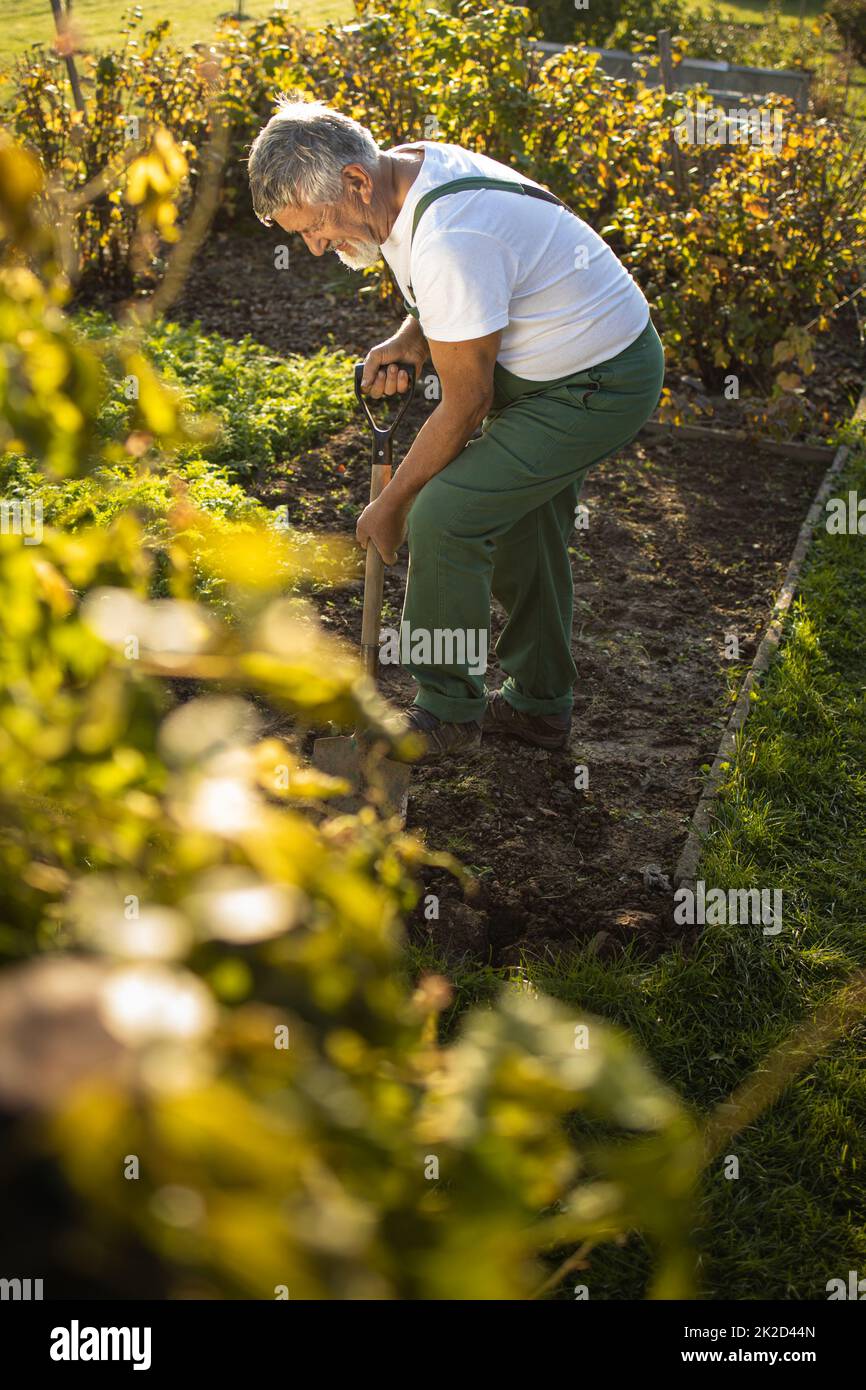 Senior Gärtner Gartenarbeit in seinem Permakultur Garten - Drehen über den Boden in seinem Garten mit einem Spaten Stockfoto