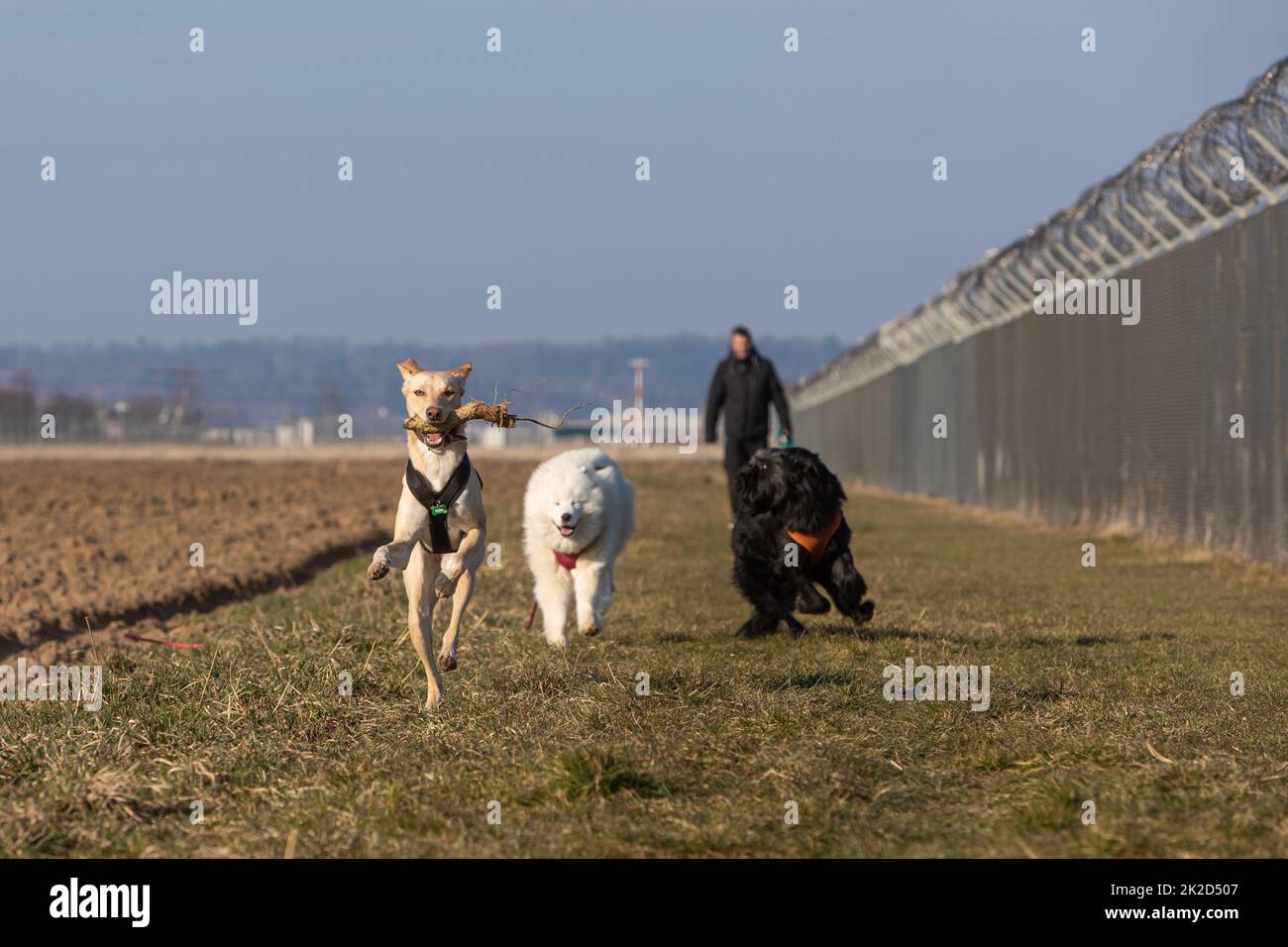 Drei Hunde haben ein Rennen Stockfoto