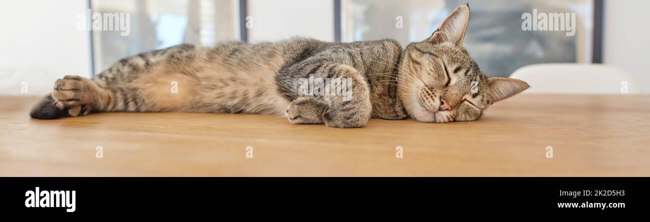 Das Katzenleben von seiner besten Seite. Eine Serie von Fotos einer layback Katze. Stockfoto