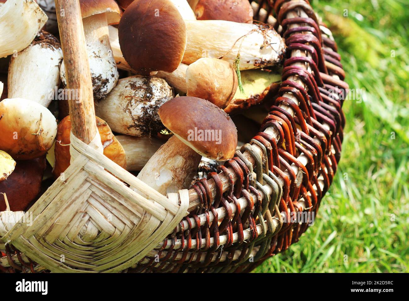 Korb voller Frische Steinpilze Pilze im Wald. Ansicht von oben Stockfoto