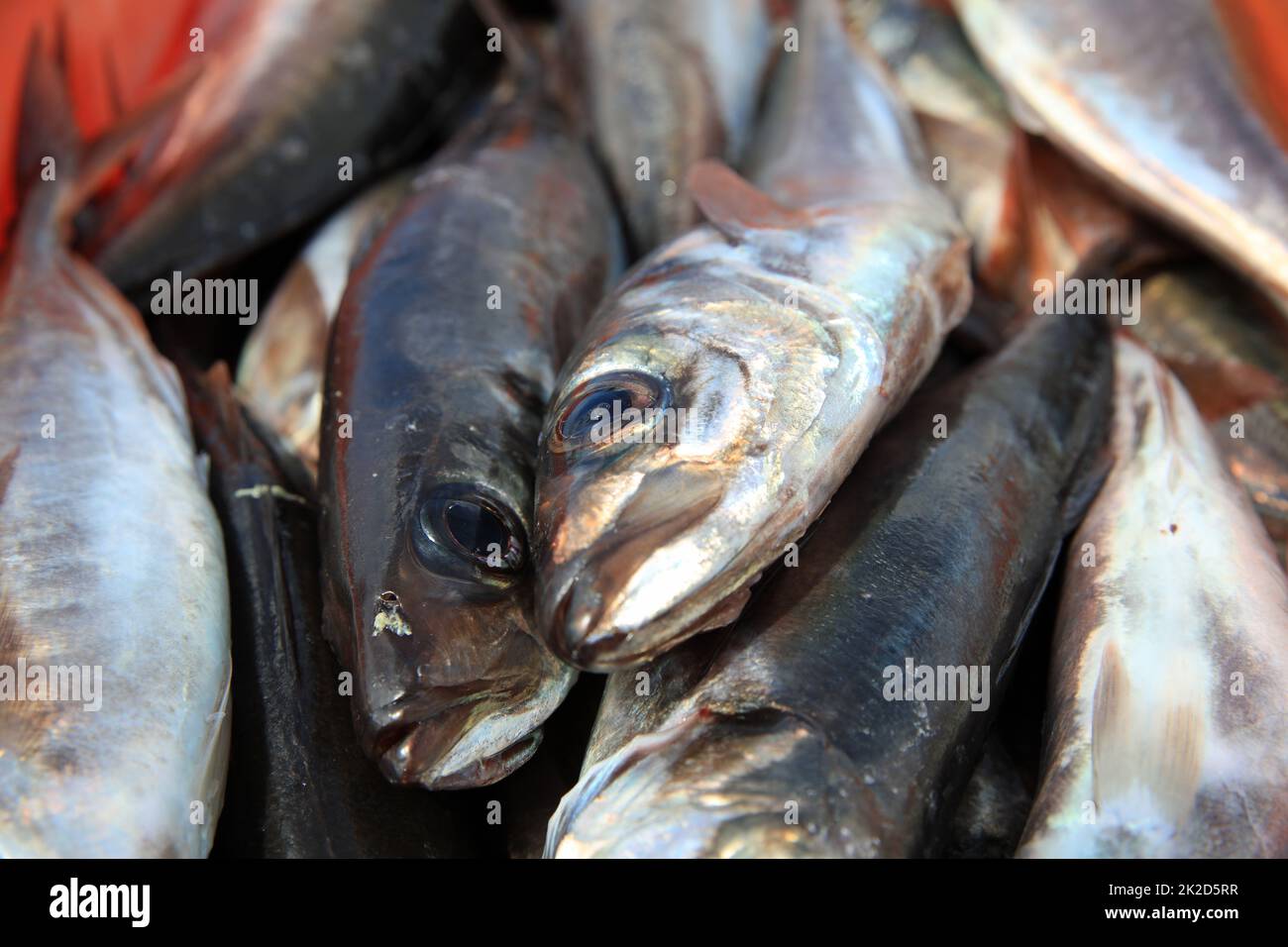Fang des Tages â€“ frischer Fisch in Portugal Stockfoto