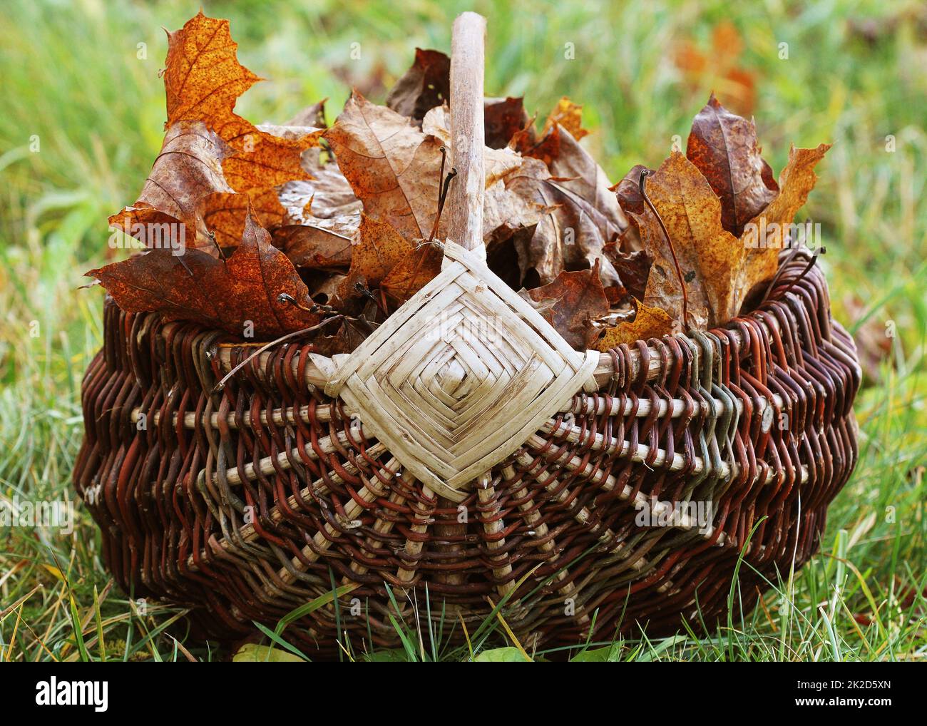 Herbst Hintergrund mit Ahorn Blätter. Volle Korb von Herbstlaub auf Gras Stockfoto