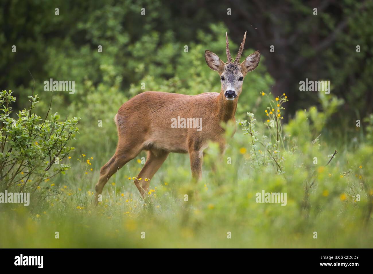 Alert Reh Buck Blick in die Kamera auf einer grünen Lichtung im Sommer Natur Stockfoto