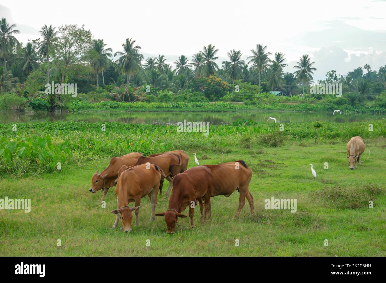 Kühe, die Gras auf dem grünen Feld weiden Stockfoto