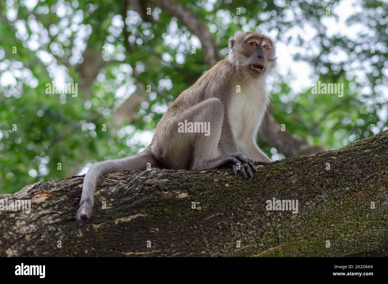 Affenporträt auf dem Baum. Malaysisches Regenwaldtier. Stockfoto