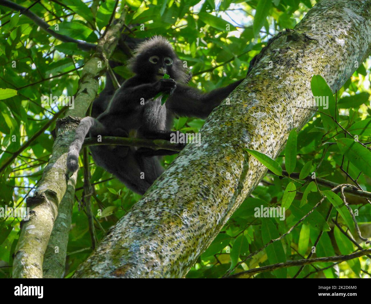 Der Affe mit dunklem Blatt frisst auf dem Baum. Stockfoto